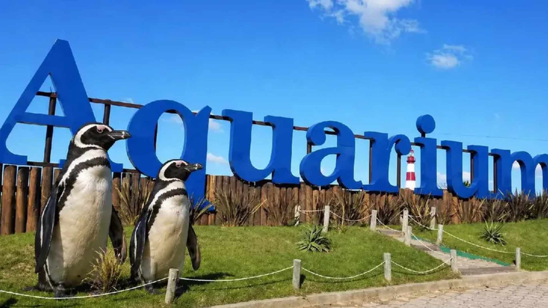 Buscan vender 4 pingüinos del exMar del Plata Aquarium para afrontar deudas