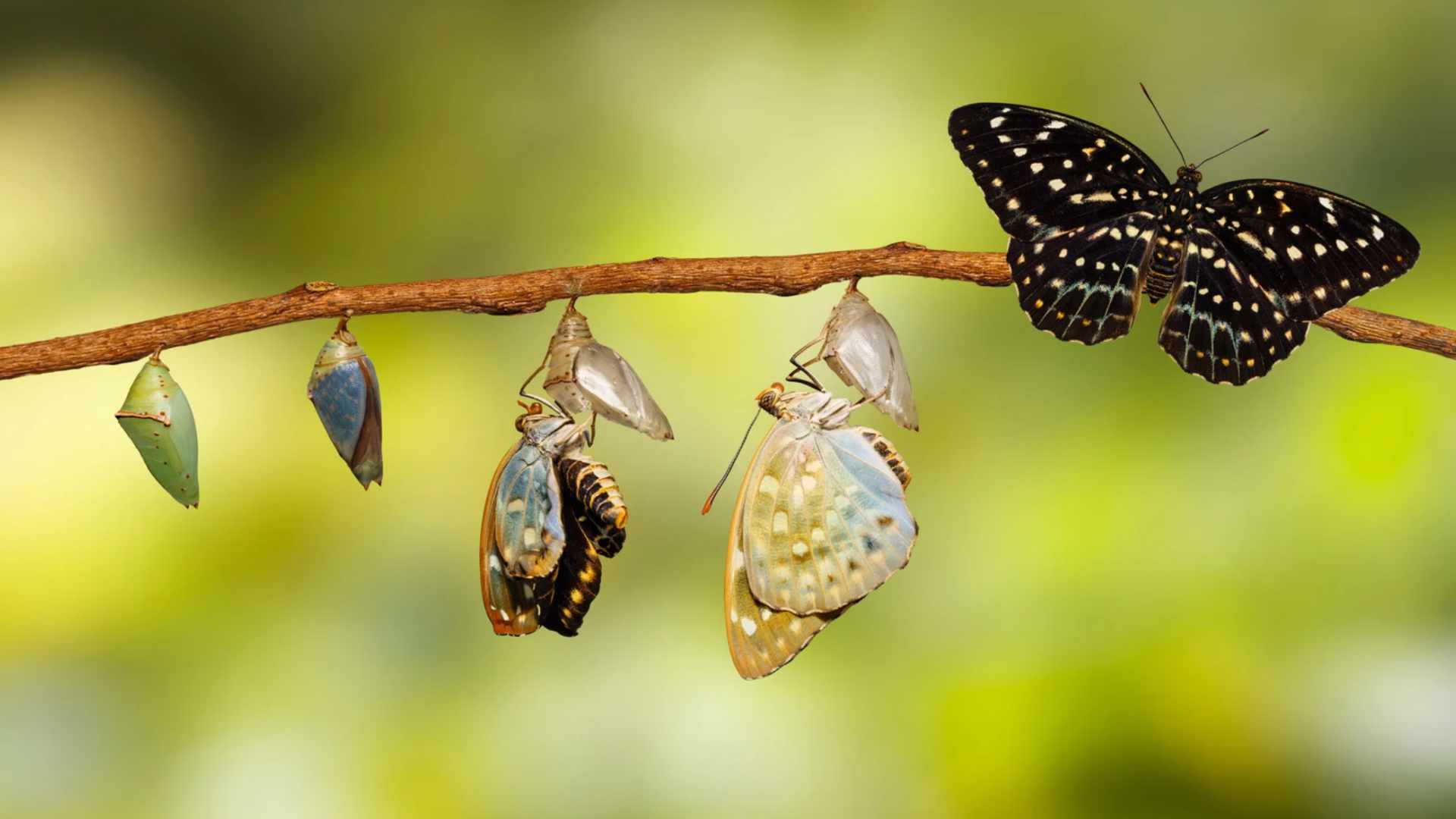 Cambio climático: el 80 % de las especies de mariposas cambian su hábitat