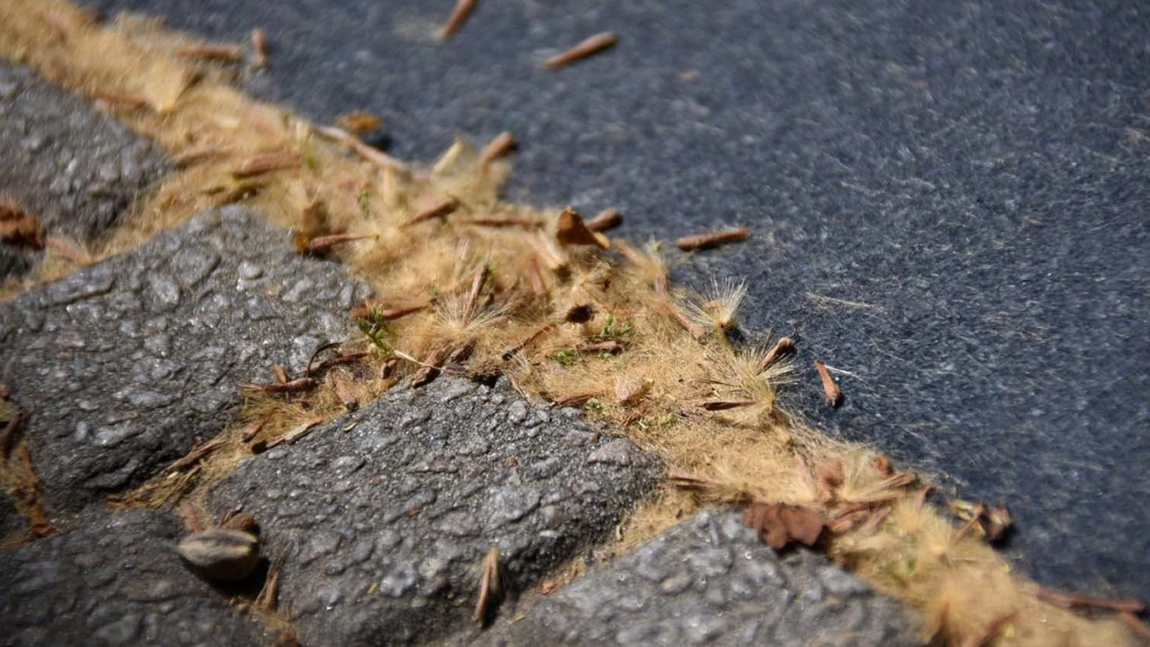 Alergia a los plátanos: investigadora de la UBA crea un mapa interactivo para identificar dónde están