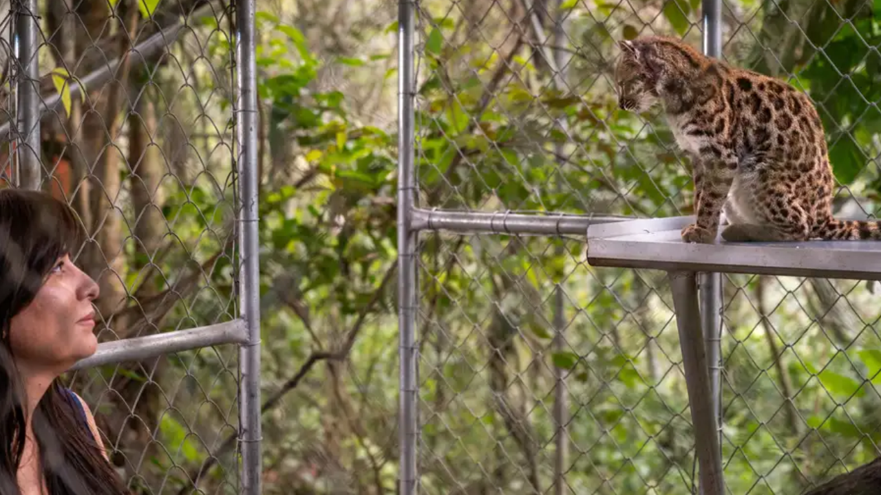 Hallaron en Bolivia una nueva especie de felino