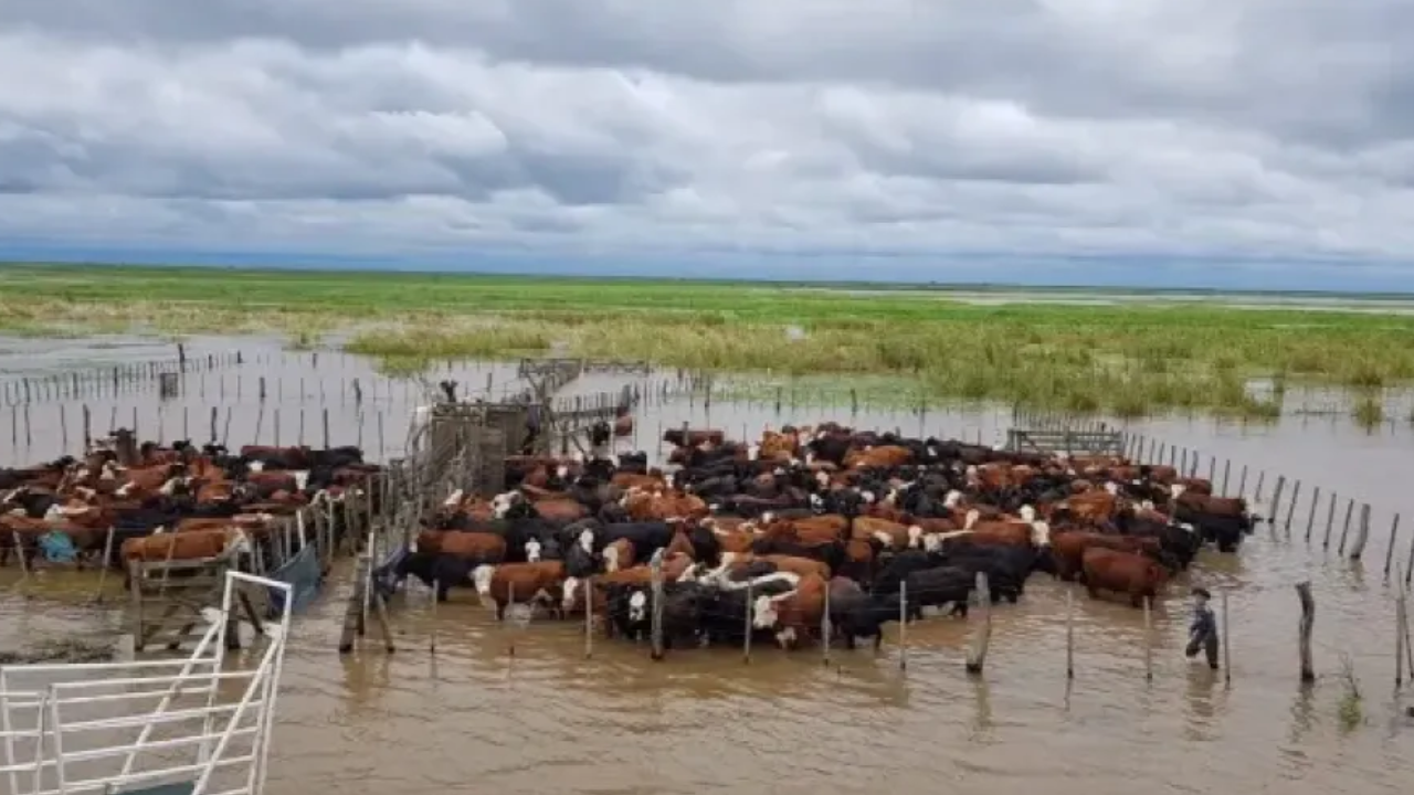 El Niño alcanzará su punto máximo en diciembre